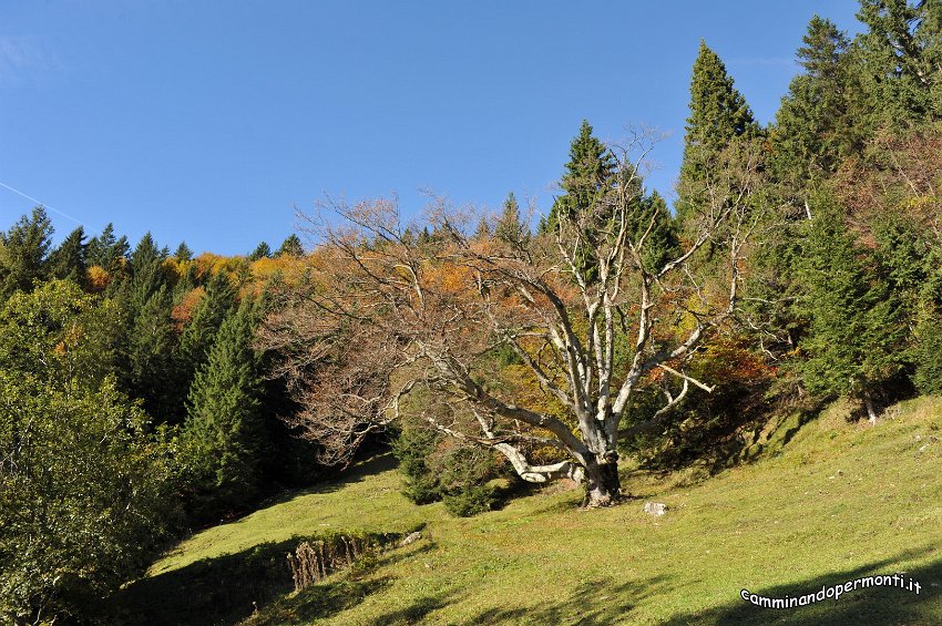 027 Fo de Masu.JPG